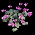 Cyclamen coum ‘Pewter Leaf’ photo Arrowhead&nbsp;Alpines