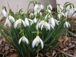 Galanthus nivalis/Common Snowdrop