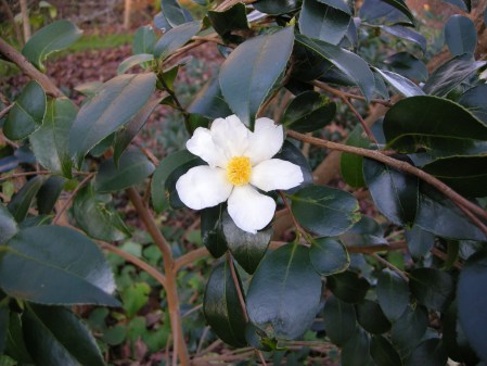 Camellia oleifera at Carolyn's Shade Gardens