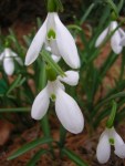 Galanthus ‘Atkinsii’ at Carolyn’s Shade&nbsp;Gardens