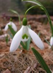 Galanthus ‘Magnet’