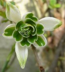Galanthus. ‘Ophelia’