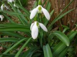 Galanthus ‘Beth Chatto’