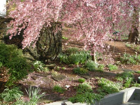 Patio Area Carolyn's Shade Gardens Early Spring