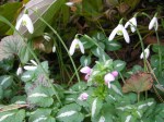 Galanthus reginae-olgae