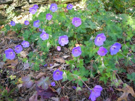 'Rozanne' hardy geranium at Carolyn's Shade Gardens