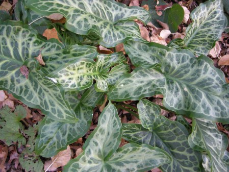 'Gold Rush' Italian arum at Carolyn's Shade Gardens