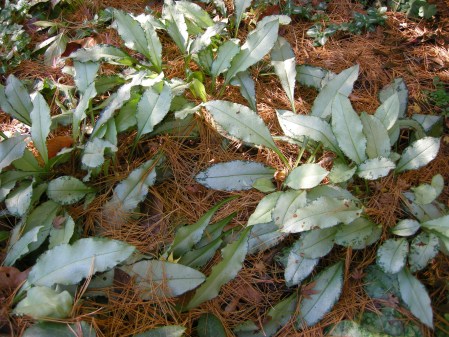 'Diana Clare' pulmonaria at Carolyn's Shade Gardens
