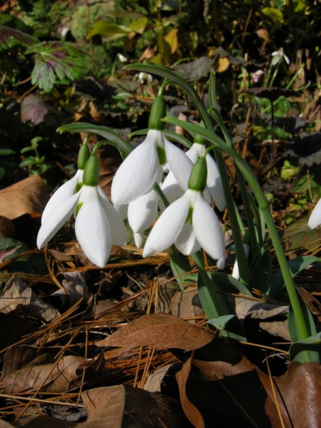 fall-blooming snowdrop 'Potter's Prelude' at Carolyn's Shade Gardens
