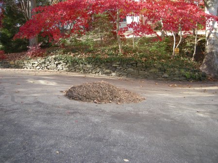 ground leaves at Carolyn's Shade Gardens