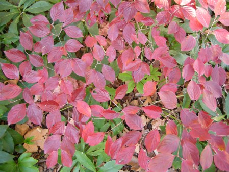 Kousa dogwood at Carolyn's Shade Gardens