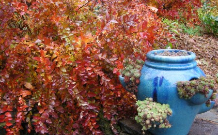 main terrace at Carolyn's Shade Gardens in late fall
