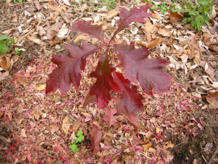 red oak seedling at Carolyn's Shade Gardens