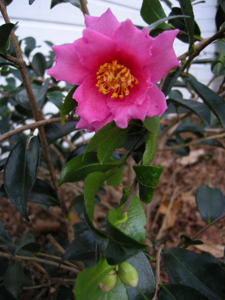 fall-blooming camellia 'Winter's Darling' at Carolyn's Shade Gardens