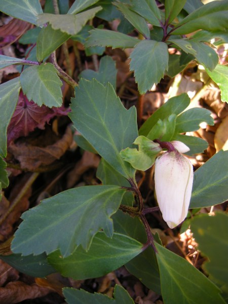 Christmas Rose 'Jacob' at Carolyn's Shade Gardens