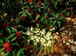 Galanthus reginae-olgae photo Charles&nbsp;Cresson