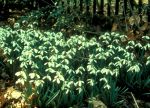 Galanthus ‘S. Arnott’ photo Charles&nbsp;Cresson