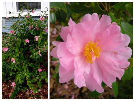 fall-blooming camellia 'Winter's Dream'