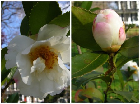 fall-blooming camellia 'Scented Snow'
