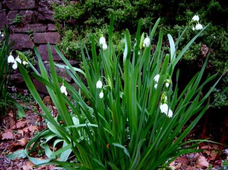 summer snowflake at Carolyn's Shade Gardens