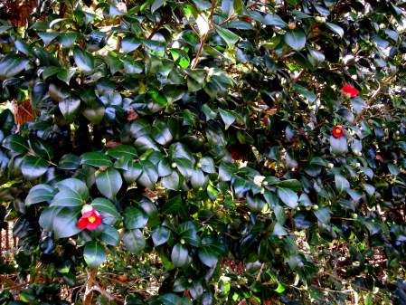 fall-blooming camellia "Wax Lips"