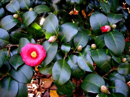 fall-blooming camellia "Wax Lips"