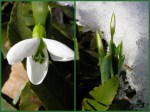 Galanthus elwesii at Carolyn’s Shade&nbsp;Gardens