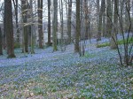 Chionodoxa on the March Bank at Winterthur photo&nbsp;Winterthur