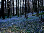 Chionodoxa on the March Bank photo&nbsp;Winterthur