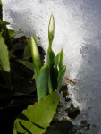 Galanthus elwesii at Carolyn’s Shade&nbsp;Gardens