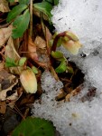 Helleborus niger ‘Jacob’ at Carolyn’s Shade&nbsp;Gardens