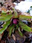 Helleborus x hybridus at Carolyn’s Shade&nbsp;Gardens