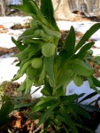 Helleborus foetidus at Carolyn’s Shade&nbsp;Gardens