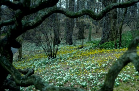 Galanthus and Eranthis at Winterthur photo Winterthur