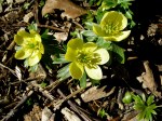 Eranthis hyemalis (pale yellow form) Cresson&nbsp;garden