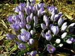 Crocus imperati ‘De Jager’ Cresson&nbsp;garden