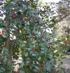 Ilex x koehneana Cresson&nbsp;garden
