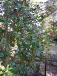 Ilex x koehneana Cresson&nbsp;garden