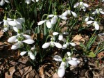 Galanthus ‘Brenda Troyle’ Cresson&nbsp;garden