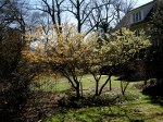 Hamamelis x ‘Jelena’ and ‘Moonlight’ in front garden Hedgleigh&nbsp;Spring