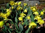 Narcissus ‘Rijnveld’s Early Sensation’ Cresson&nbsp;garden