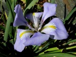 Iris unguicularis Cresson&nbsp;garden
