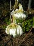 Edgeworthia chrysantha ‘Snow Cream’ Cresson&nbsp;garden