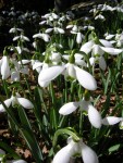 Galanthus ‘S. Arnott’ Cresson&nbsp;garden