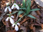 Galanthus ‘Mighty Atom’ Cresson&nbsp;garden