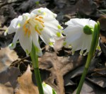 Leucojum vernum ‘Gertrude Wister’ Cresson&nbsp;garden