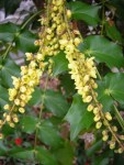 Mahonia Cresson garden