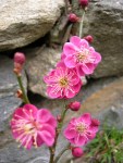 Prunus mume Cresson&nbsp;garden