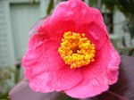 Camellia japonica ‘Spring’s Promise’ Cresson&nbsp;garden
