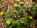 Adonis amurensis Cresson&nbsp;garden